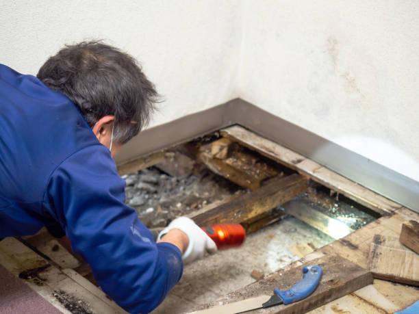 Best Local Mold Removal Service  in Presidential Lakes Estates, NJ
