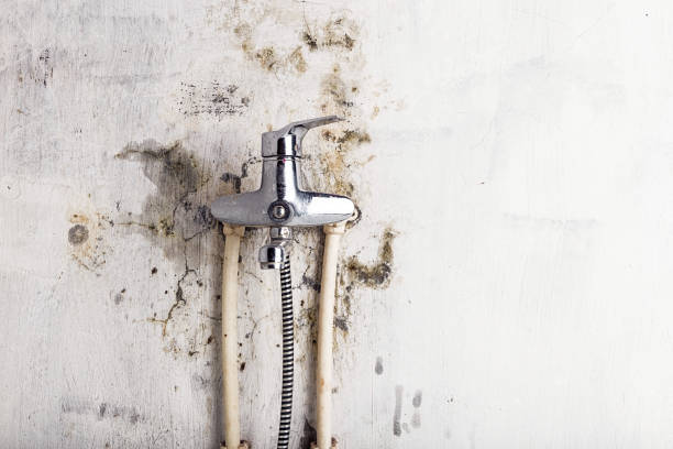 Best Mold Removal Company Near Me  in Presidential Lakes Estates, NJ