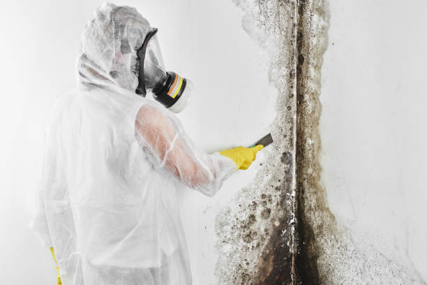 Best Mold Damage Repair  in Presidential Lakes Estates, NJ