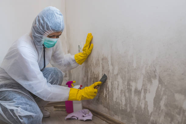 Best Toxic Mold Removal  in Presidential Lakes Estates, NJ