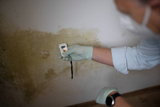 Best Fast Mold Removal  in Presidential Lakes Estates, NJ