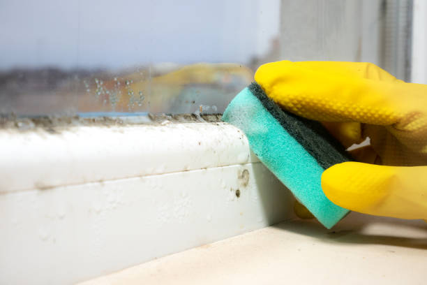 Professional Mold Removal in Presidential Lakes Estates, NJ