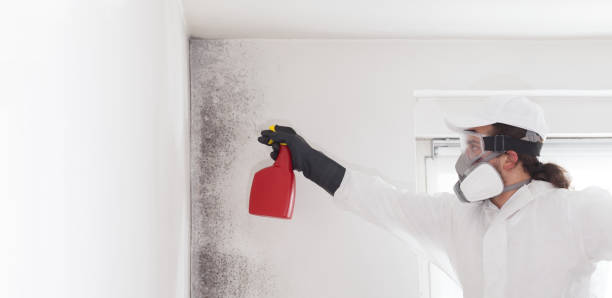 Best Toxic Mold Removal  in Presidential Lakes Estates, NJ