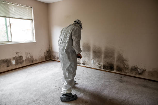 Professional Mold Removal in Presidential Lakes Estates, NJ