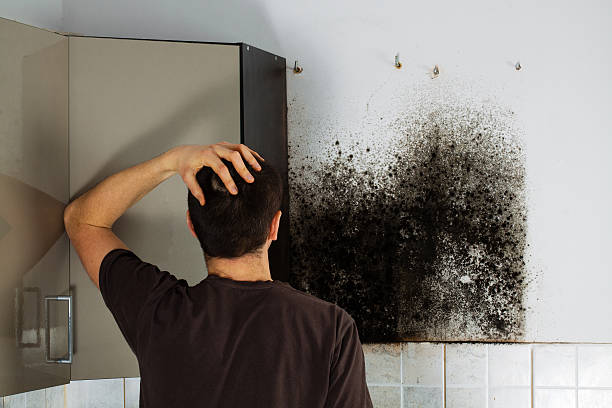 Best Mold Damage Repair  in Presidential Lakes Estates, NJ