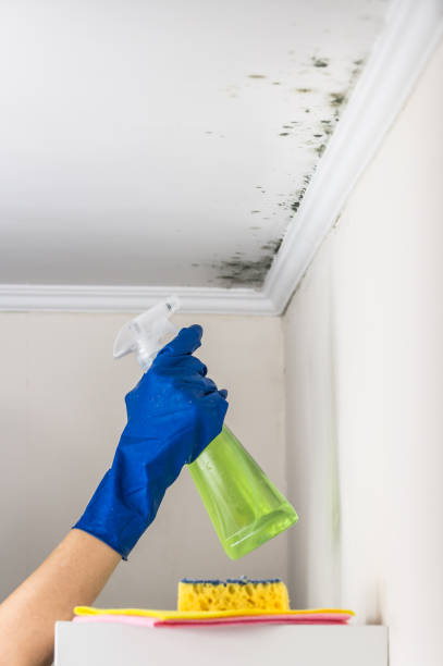 Crawl Space Mold Removal in Presidential Lakes Estates, NJ